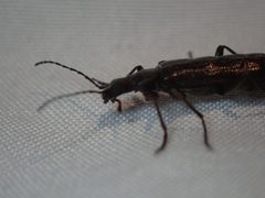 Brassy False Long-horned Beetle by Ellyne Geurts. Used under a CC0 license.