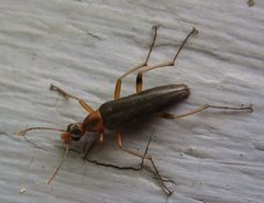 Cephaloon lepturides by Futureman1199. Used under a CC BY-SA 3.0 license.