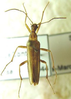 Cephaloon ungulare by Trépas. Used under a CC BY-SA 3.0 license.