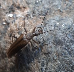 Cephaloon ungulare 218437047 by Tyler. Used under a CC BY 4.0 license.