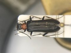 Nematoplus collaris by Nick Bédard. Used under a CC0 license.