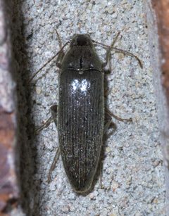 Synchroa punctata P1420675a by 
xpda. Used under a CC BY-SA 4.0 license.