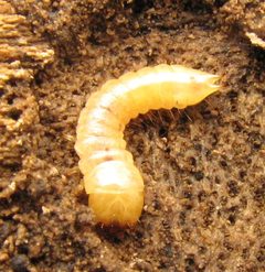 Synchroa punctata larva by Beatriz Moisset. Used under a CC BY-SA 4.0 license.