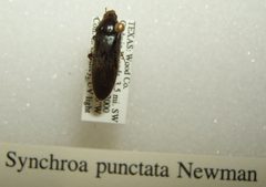 Synchroa punctata sjh by No machine-readable author provided. Kugamazog~commonswiki assumed (based on copyright claims).. Used under a CC BY-SA 2.5 license.