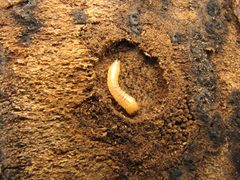 Synchroa punctata under bark by Beatriz Moisset. Used under a CC BY-SA 4.0 license.