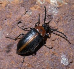 Chromatia amoena P1370278a by
xpda. Used under a CC BY-SA 4.0 license.
