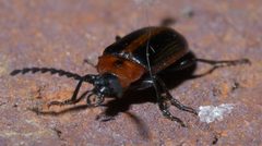Chromatia amoena P1370280a by
xpda. Used under a CC BY-SA 4.0 license.