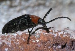 Chromatia amoena P1580995a by
xpda. Used under a CC BY-SA 4.0 license.