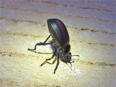 Eleodes acuta - inat 77642773 by {{{name}}}. Used under a CC BY 4.0 license.