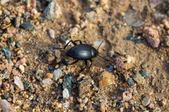 Eleodes fusiformis by cricketsblog. Used under a CC BY 2.0 license.