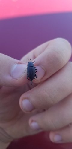 Eleodes fusiformis 82559939 by Kaden Stebbins. Used under a CC0 license.