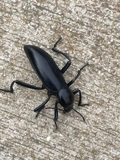 Eleodes gigantea1 by MajordomoFuture. Used under a CC BY-SA 4.0 license.