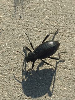 Eleodes gracilis - inat 65174020 by {{{name}}}. Used under a CC BY 4.0 license.