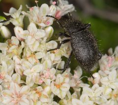 Eleodes nigropilosa - inat 3679046 by {{{name}}}. Used under a CC0 license.