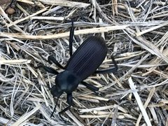 Eleodes obscura sulcipennis by CK Kelly. Used under a CC BY 4.0 license.