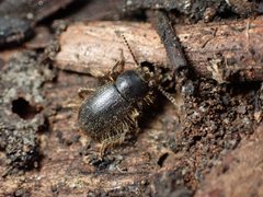 Eleodes osculans 247467124 by Cricket Raspet. Used under a CC BY 4.0 license.