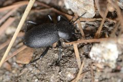 Eleodes parvicollis - inat 2241509 by {{{name}}}. Used under a CC BY 4.0 license.