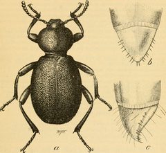 Eleodes pimelioides adult and larva caudal segment by Internet Archive Book Images. Used under a No restrictions license.