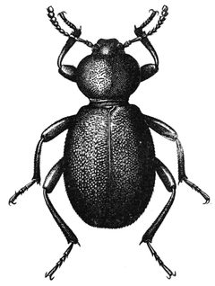 Eleodes pimelioides adult dorsal by Internet Archive Book Images. Used under a No restrictions license.