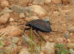 Eleodes suturalis by iNaturalist user: paloma. Used under a CC0 license.