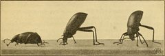 Eleodes letcheri vandykei adult poses by Internet Archive Book Images. Used under a No restrictions license.