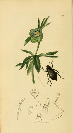 Britishentomologyvolume2Plate148 by John Curtis
. Used under a Public domain license.