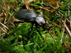 Blaps-mucronata by IsaacPollack. Used under a CC BY-SA 4.0 license.