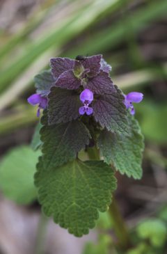 Blaps mucronata on Lamium purpureum 01 by 
Christian Ferrer. Used under a CC BY-SA 4.0 license.