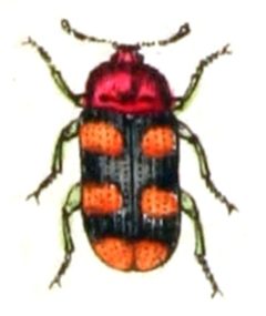 Alphitophagus.bifasciatus.-.calwer.46.28 by Emil Hochdanz
. Used under a Public domain license.