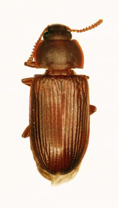 CSIRO ScienceImage 11055 Cynaeus angustus Larger black flour beetle by division, CSIRO. Used under a CC BY 3.0 license.