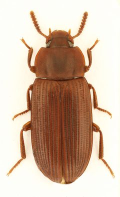 Cynaeus angustus by Stanislav Snäll. Used under a CC BY 3.0 license.