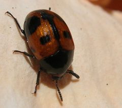 Diaperis maculata by Jay Robertson. Used under a CC BY 3.0 license.