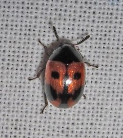 Diaperis maculata 1 by Jacy Lucier. Used under a CC BY-SA 4.0 license.