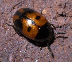 Diaperis maculata P1580116a by 
xpda. Used under a CC BY-SA 4.0 license.
