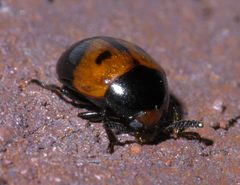 Diaperis maculata P1580117a by 
xpda. Used under a CC BY-SA 4.0 license.