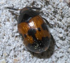 Diaperis nigronotata P1610811a by 
xpda. Used under a CC BY-SA 4.0 license.