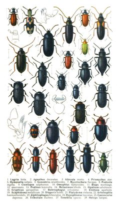 Reitter-1911-plate128 by Edmund Reitter
. Used under a Public domain license.