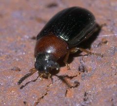 Neomida bicornis P1380455a by 
xpda. Used under a CC BY-SA 4.0 license.