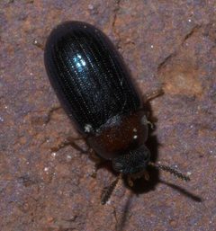 Neomida bicornis P1380650a by 
xpda. Used under a CC BY-SA 4.0 license.