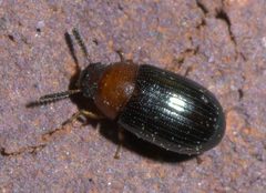Neomida bicornis P1580387a by 
xpda. Used under a CC BY-SA 4.0 license.