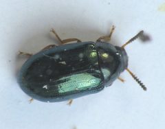 Neomida bicornis female by Beatriz Moisset. Used under a CC BY-SA 4.0 license.