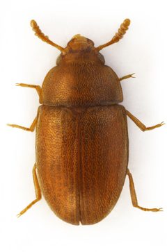 Pentaphyllus testaceus by Stanislav Snäll. Used under a CC BY 3.0 license.
