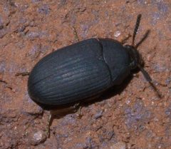 Platydema flavipes P1390521a by 
xpda. Used under a CC BY-SA 4.0 license.