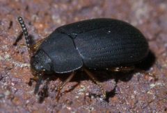 Platydema flavipes P1650277a by 
xpda. Used under a CC BY-SA 4.0 license.