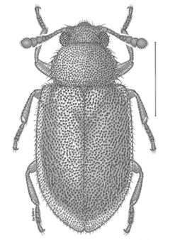 Paratenetus exutus drawing by Go Sato. Used under a CC BY 4.0 license.