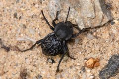 Microschatia inaequalis by Chloe and Trevor Van Loon. Used under a CC BY 4.0 license.