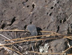 Stenomorpha opaca P1310476a by
xpda. Used under a CC BY-SA 4.0 license.