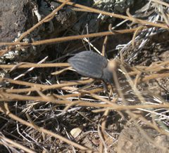 Stenomorpha opaca P1310477a by
xpda. Used under a CC BY-SA 4.0 license.