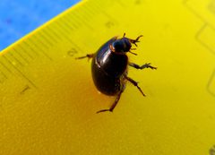 Coelus globosus 1532281 by Zack Abbey. Used under a CC BY 4.0 license.