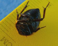 Coelus globosus 1532284 by Zack Abbey. Used under a CC BY 4.0 license.